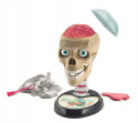 Clementoni Zestaw Kreatywny Naukowa Zabawa Zwariowana Anatomia 50697