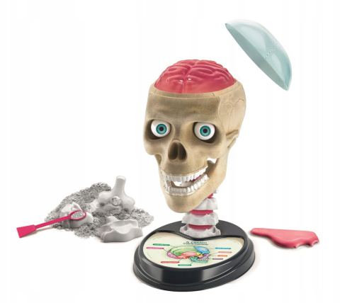 Clementoni Zestaw Kreatywny Naukowa Zabawa Zwariowana Anatomia 50697 Clementoni Zestaw Kreatywny Naukowa Zabawa Zwariowana Anatomia 50697