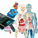 Clementoni Zestaw Naukowa Zabawa Super Anatomia 50919